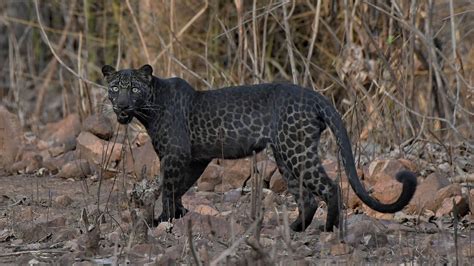 extremely rare black leopard snapped by tourist in