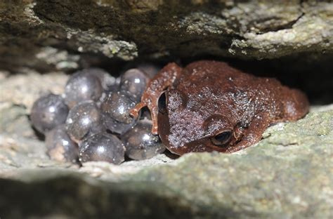 coqui fossil  puerto rico takes title  oldest caribbean frog research news