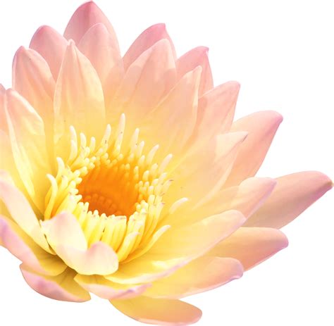 web design   lotus beauty spa developed neatly   care