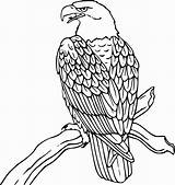 Eagle Coloring Bald American Pages Printable Color Getcolorings Print sketch template