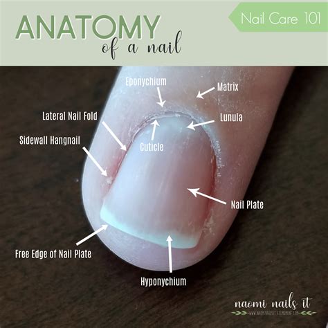nail anatomy