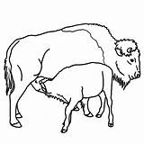 Colorat Buffalo Desene Bizon Bison Bisonte Planse Animale Cu African Salbatice Clipartbest Fise Calf Bizoni Imaginea Cuvinte Cheie sketch template