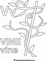 Vine Coloring Letter Alphabet Pages Activity Designlooter Wisteria Sheet 300px 63kb Template sketch template