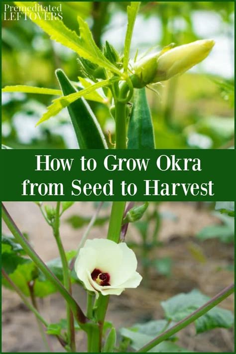 grow okra   plant care  harvest  store okra