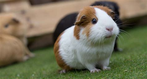 rabbit  guinea pig care vitalvet