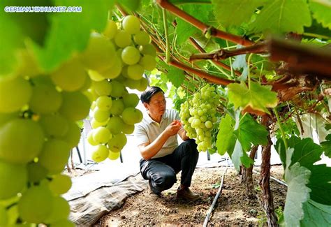 chinas agrarsektor verzeichnet  letzten  jahren rasantes wachstum