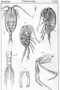 Afbeeldingsresultaten voor "tharybis Asymmetrica". Grootte: 123 x 185. Bron: www.marinespecies.org