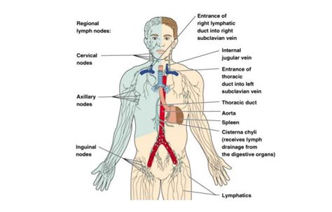 lymphatic system lymphatic drainage massage montreal