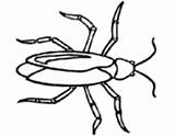 Coloring Cockroach Pages Primarygames Insects Insect Cockroaches Coloringcrew Bug sketch template