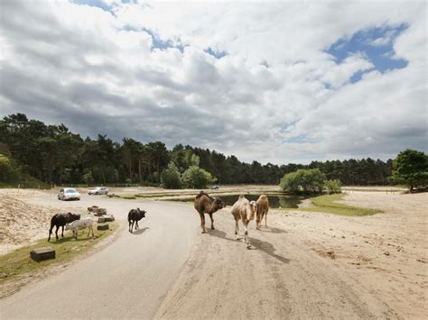 safaripark de beekse bergen reizenvanlaere