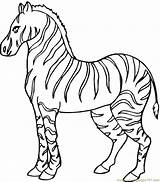 Zebra Colouring Pages Coloring sketch template