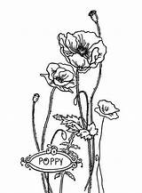 Coloring Poppy Remembrance California Valentine Lovely Pages Popular Color sketch template