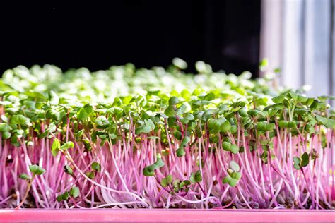 comment faire pousser les micro pousses de radis neopouss