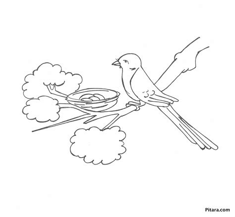 birds coloring pages pitara kids network