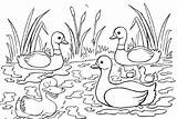 Ducklings Bebek Mewarnai Swimming Duckling Coloringpagesfortoddlers sketch template