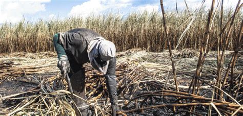 Why Are Thousands Of Sugarcane Workers In Northwestern