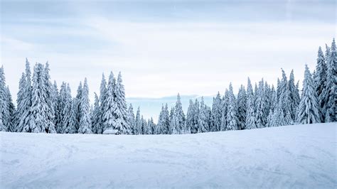 snow winter trees winter landscape snowy  hd wallpaper