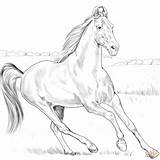 Coloring Pages Marwari Horse Printable Choose Board sketch template
