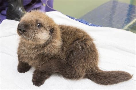 meet  shedd aquariums newest star baby sea otter luna chicago