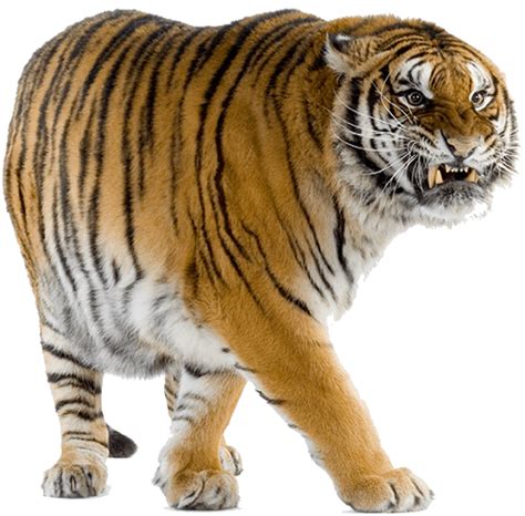 tiger png transparent image  size xpx