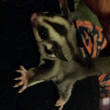 care   sugar glider  pictures wikihow