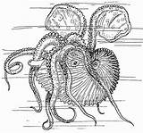 Nautilus Calamaro Inktvis Kleurplaat Calamar Tintenfisch Malvorlage Seiche Nautile Coloriage Octupus Grande Ausdrucken Educolor Abbildung Herunterladen Große Téléchargez sketch template