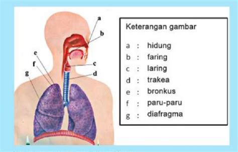letak  fungsi organ pernapasan manusia hidung faring laring riset