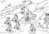 Feo Patito Ugly Duckling Dibujos Cuentos Pato Colorea Patitos Imágen sketch template