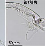 Afbeeldingsresultaten voor "centropages Elongatus". Grootte: 180 x 107. Bron: plankton.image.coocan.jp