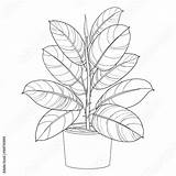 Ficus Houseplant Elastica Potted Ornate Realistic Odwiedź sketch template