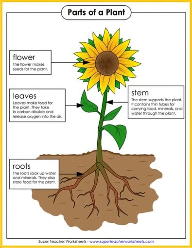 plant parts  munns science