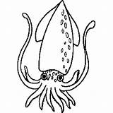Squid Coloring Pages Printable Clipart Marine Animals Kids sketch template