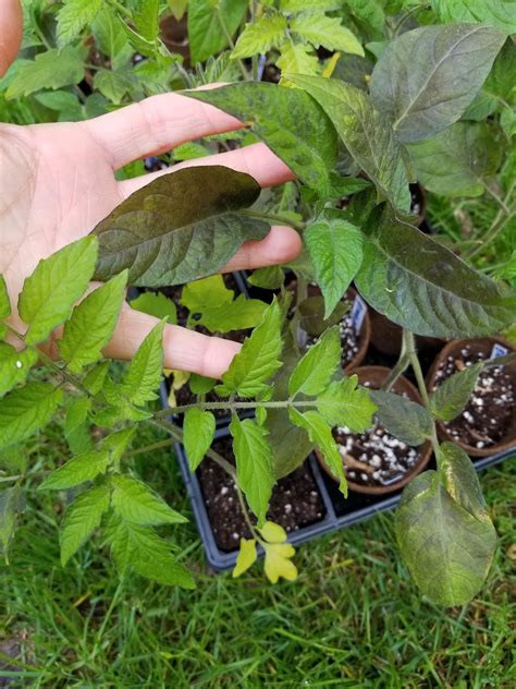 tomato plant leaves turning dark green rtomatoes