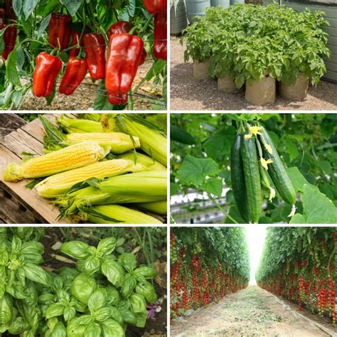 profitable crops   high yielding garden amazing ideas