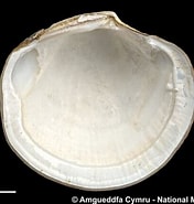 Afbeeldingsresultaten voor "lucinoma Borealis". Grootte: 176 x 185. Bron: naturalhistory.museumwales.ac.uk