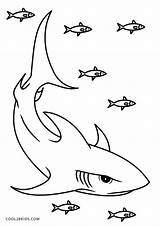 Hai Malvorlagen Haien Echten sketch template
