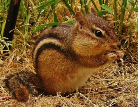 chubby cheek chipmunk photograph by earl williams jr