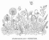 Wiese Ausmalbild Blumenwiese Blumen Ausmalen Wiesenblumen Lizenzfrei Malen sketch template