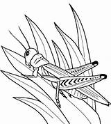 Coloring Pages Grasshopper Insect Kids Insects Bug Popular Library Clipart Garden sketch template