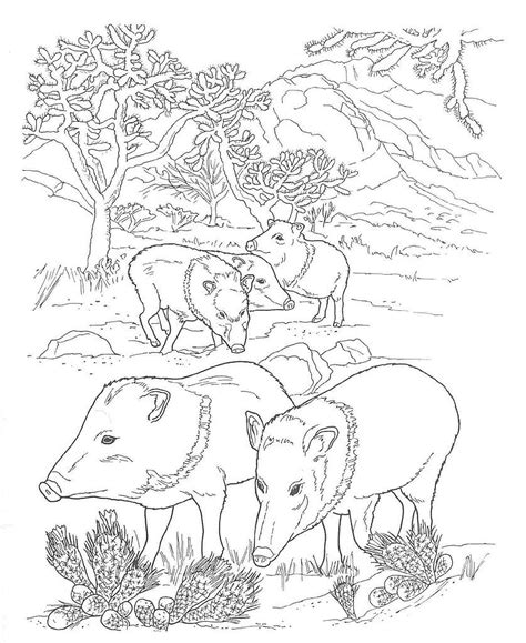 desert animals coloring pages peccary desert animals coloring