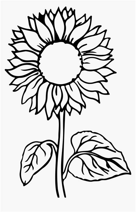 sunflower flower coloring pages hd png  kindpng