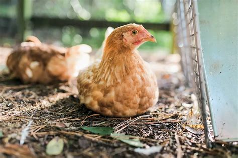pollo caracteristicas alimentacion habitat reproduccion depredadores