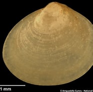 Afbeeldingsresultaten voor "diplodonta Rotundata". Grootte: 187 x 185. Bron: naturalhistory.museumwales.ac.uk