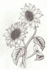 Flower Sunflowers Draw Intertwined Bleistiftzeichnungen Girasole Gunsten Sonnenblume Matita Archzine Paint 1001 Rosenzeichnungen Dialogueword Tattoos Androidboard Flowersdrawing sketch template