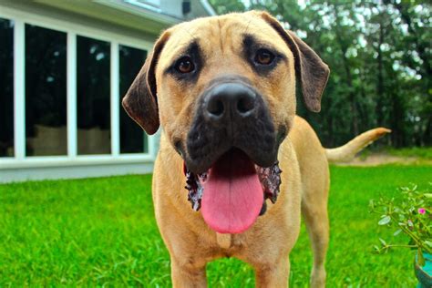 top  friendliest dog breeds canna pet