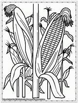 Coloring Pages Corn Printable Kids Field Drawing Indian Plant Cob Cornfield Color Stalks Sweet Wheat Farm Print Template Sheets Getdrawings sketch template