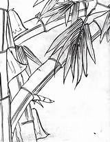 Bamboo Drawing Getdrawings sketch template