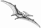 Pterodactyl Thunderbird Giant Eten Homecolor sketch template