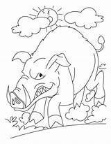 Coloring Wild Boar Pages Pig Anguish Getcolorings Getdrawings Drawing Template Colorings Print sketch template