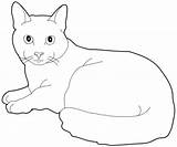 Coloring Cat Pages Cats Russian Colouring Outline Coloringpagesforadult Drawings Adults Books Favorite Coloriage Chat Obtain Depending Effects Various Card Use sketch template